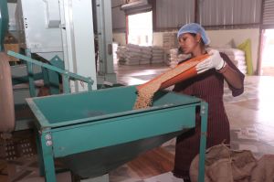 सशक्त मानसिकता से आत्मनिर्भरता की ओर- पोषण निर्माण में अहम भूमिका निभा रही हैं सूरजपुर की महिलाएं