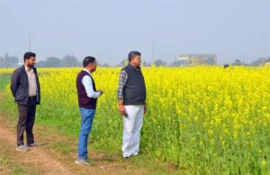 धान-परती भूमि में सरसों की खेती से किसानों की अच्छी आय संभव