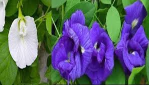 अपराजिता की जड़ भी होती है सेहत के लिए फायदेमंद अपराजिता की जड़ भी होती है सेहत के लिए फायदेमंद