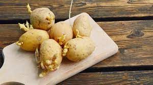  अंकुरित आलू शरीर के लिए नुकसानदायक क्यों होते हैं? 