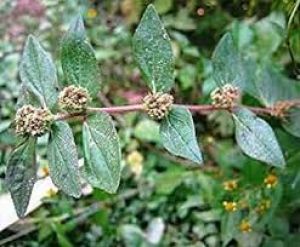 डायबिटीज के मरीजों के लिए रामबाण है दूधी घास, जानें कैसे करें सेवन