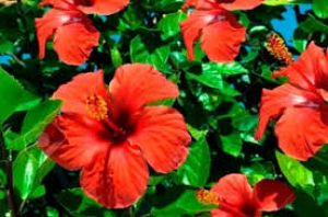  हेयर फॉल से परेशान हैं, तो गुड़हल के फूलों का इन  तरीकों से करें इस्तेमाल, दूर होगी समस्या