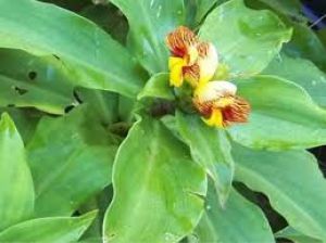  क्या वाकई इंसुलिन प्लांट डायबिटीज कंट्रोल कर सकता है? 