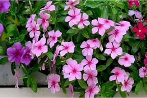   हाई कोलेस्ट्रॉल में ऐसे करें सदाबहार के फूल का सेवन 