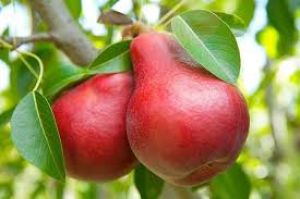   सेहत के लिए बेहद फायदेमंद होती है लाल नाशपाती, डाइट में करें शामिल