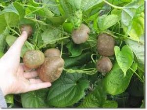 पहाड़ी सब्जी ‘गेठी’ सेहत के लिए है बहुत फायदेमंद पहाड़ी सब्जी ‘गेठी’ सेहत के लिए है बहुत फायदेमंद