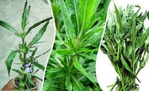 कुलेखरा की पत्तियों का जूस पीने से सेहत को मिलते हैं ये 5 फायदे कुलेखरा की पत्तियों का जूस पीने से सेहत को मिलते हैं ये 5 फायदे