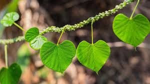  गिलोय ने वैश्विक मंच पर बनाई अपनी जगह: एक दशक में शोध प्रकाशनों में 300% प्रतिशत से अधिक की वृद्धि