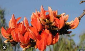  पुरुषों के लिए वरदान से कम नहीं है पलाश के फूल