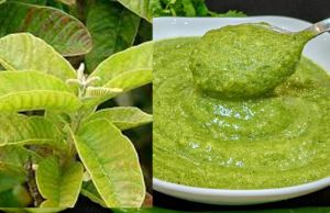 ऐसे बनाएं अमरुद के पत्तों की चटनी... मिलेंगे फायदे ही फायदे 