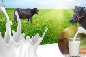 क्या भैंस का दूध पीने से वजन बढ़ता है? क्या भैंस का दूध पीने से वजन बढ़ता है?