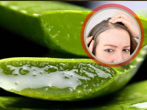 सफेद बालों को काला करने के लिए एलोवेरा में मिलाकर लगाएं ये 2 चीजें सफेद बालों को काला करने के लिए एलोवेरा में मिलाकर लगाएं ये 2 चीजें