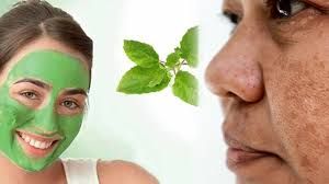  चेहरे पर आएगा निखार, जब इन तरीकों से करेंगी तुलसी के पत्ते का इस्तेमाल