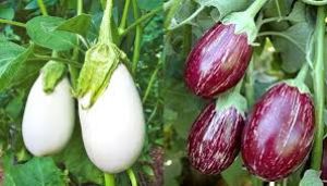  इन 5 लोगों को भूलकर भी नहीं खाना चाहिए बैंगन, सेहत को हो सकता है  नुकसान