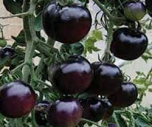 बहुत गुणकारी है काला टमाटर