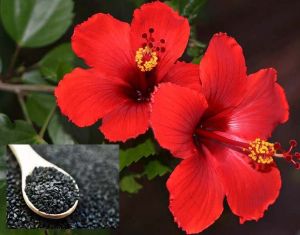  लंबे और घने बाल पाने के लिए गुलहड़ में मिलाकर बालों में लगाएं ये काले बीज