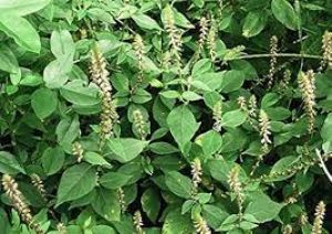  ओरल हेल्थ के लिए फायदेमंद हैं चिरचिटा के पत्ते 