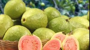 अमरूद को हल्का भूनकर क्यों खाना चाहिए? अमरूद को हल्का भूनकर क्यों खाना चाहिए?