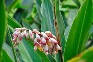  जापानी महिलाओं की जवां स्किन का राज है ये 'शेल जिंजर' ', जानें फायदे और कैसे करें इस्तेमाल