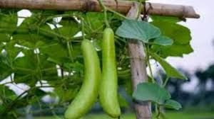  घर में लौकी उगाने के लिए अपनाएं आसान टिप्स