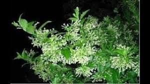 सूरज की रौशनी में नहीं, ये फूल चांद की रौशनी में खिलते हैं, जानें इसके पीछे का विज्ञान