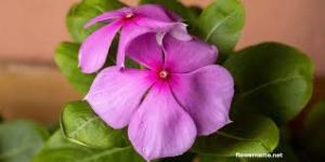 स्किन के लिए फायदेमंद है सदाबहार फूल