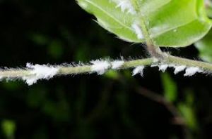   गुड़हल के पौधे में लगे ये सफेद कीड़े 5 मिनट में होंगे गायब 