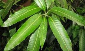 गर्मी में आम के पत्तों से निखारेगा रंग, कई समस्याओं से निपटने के लिए इस तरह करें यूज