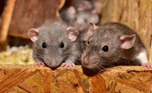   घर में होगी चूहों की NO एंट्री,  ये चीज दिखाएगी अपना कमाल चूहे हो जायेंगे छूमंतर