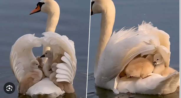 बच्चों को पीठ पर बिठाकर नदी में तैरती दिखी मां हंस, उनकी सेफ्टी के लिए लगाया ऐसा जुगाड़ बच्चों को पीठ पर बिठाकर नदी में तैरती दिखी मां हंस, उनकी सेफ्टी के लिए लगाया ऐसा जुगाड़