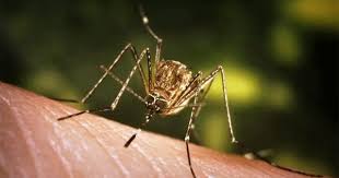 जापानी बुखार से तीन लोगों की मौत जापानी बुखार से तीन लोगों की मौत