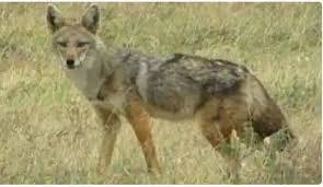 विशेषज्ञों को आशंका : कहीं बदला लेने के लिए तो हमले नहीं कर रहे भेड़िये विशेषज्ञों को आशंका : कहीं बदला लेने के लिए तो हमले नहीं कर रहे भेड़िये