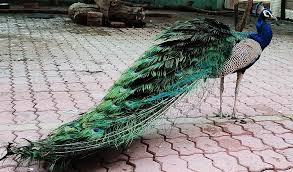 मृत पाये गये सात मोर, जांच शुरू मृत पाये गये सात मोर, जांच शुरू