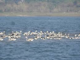 सर्दियों की शुरुआत से पहले चिल्का झील पहुंचे पक्षी सर्दियों की शुरुआत से पहले चिल्का झील पहुंचे पक्षी