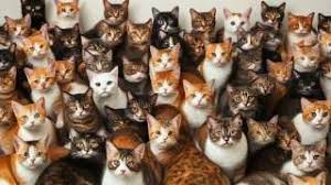 पुणे में फ्लैट में 300 बिल्लियां रखने पर मकान मालिक को नोटिस, पड़ोसियों की शिकायत पर कार्रवाई पुणे में फ्लैट में 300 बिल्लियां रखने पर मकान मालिक को नोटिस, पड़ोसियों की शिकायत पर कार्रवाई