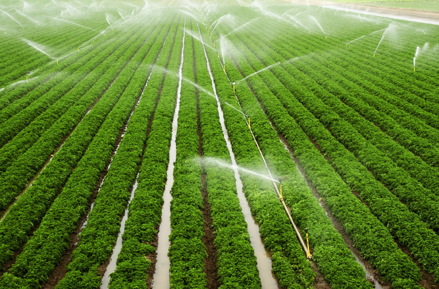 कैबिनेट ने सिंचाई योजना के लिए 1600 करोड़ रुपये मंजूर किए, किसानों को मिलेगा फायदा कैबिनेट ने सिंचाई योजना के लिए 1600 करोड़ रुपये मंजूर किए, किसानों को मिलेगा फायदा