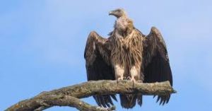 गिद्धों के संरक्षण के लिए &lsquo;गिद्ध भोजनालय' की स्थापना