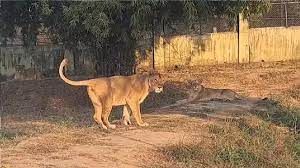 ट्रेन की चपेट में आई शेरनी की मौत, इस माह यह तीसरी घटना