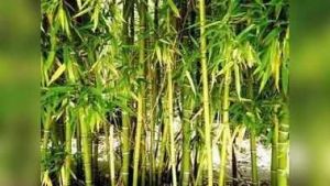 महाराष्ट्र विधानसभा चुनाव से पहले राज्य में लागू होगी बांस नीति महाराष्ट्र विधानसभा चुनाव से पहले राज्य में लागू होगी बांस नीति