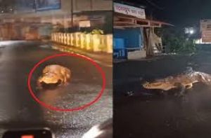  सड़क पर रेंगता दिखा मगरमच्छ, वीडियो सोशल मीडिया पर वायरल