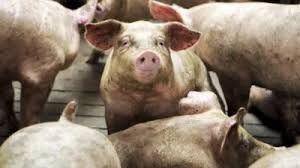   अफ्रीकी स्वाइन फीवर के चलते मार दिए गए 310 सूअर