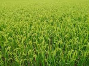  धान का रकबा अब तक 19 प्रतिशत बढ़ा, अरहर, उड़द के क्षेत्रफल में तेज वृद्धि