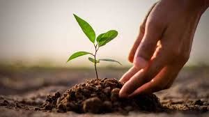 इंदौर में 12 घंटे के भीतर रोपे जाएंगे 11 लाख पौधे, गृह मंत्री अमित शाह इस पल के साक्षी बनेंगे