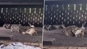 किसान के घर अचानक पहुंच गया शेरों का झुंड, गौशाला में बैठकर बारिश का लिया आनंद किसान के घर अचानक पहुंच गया शेरों का झुंड, गौशाला में बैठकर बारिश का लिया आनंद