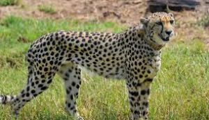 भारत लाए गए अफ्रीकी चीतों को जल्द ही जंगल में छोड़ा जाएगा भारत लाए गए अफ्रीकी चीतों को जल्द ही जंगल में छोड़ा जाएगा