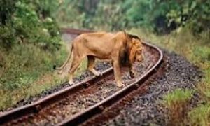 लोको पायलट ने समय रहते लगाई आपातकालीन ब्रेक, पांच शेरों की जान बचाई