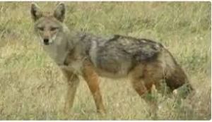 विशेषज्ञों को आशंका : कहीं बदला लेने के लिए तो हमले नहीं कर रहे भेड़िये विशेषज्ञों को आशंका : कहीं बदला लेने के लिए तो हमले नहीं कर रहे भेड़िये