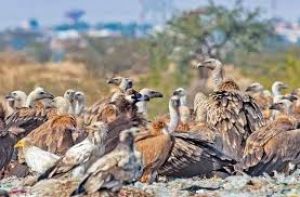 अरावली की पहाड़ियों में 20 गिद्ध देखे गए अरावली की पहाड़ियों में 20 गिद्ध देखे गए