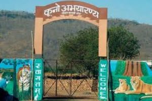   कुनो राष्ट्रीय उद्यान फिर से खुला, चीता देखने के लिए पर्यटकों को करना होगा और इंतजार