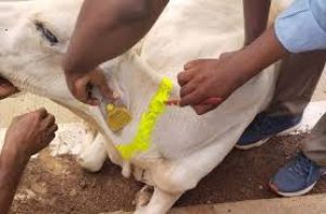 सड़क दुर्घटनाएं कम करने लिए आवारा पशुओं पर चमकने वाली पट्टी लगाई जाएगी सड़क दुर्घटनाएं कम करने लिए आवारा पशुओं पर चमकने वाली पट्टी लगाई जाएगी